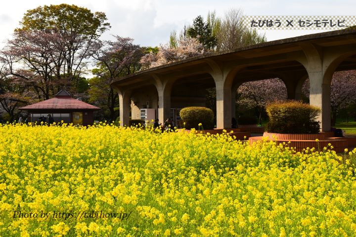 小金井公園の菜の花