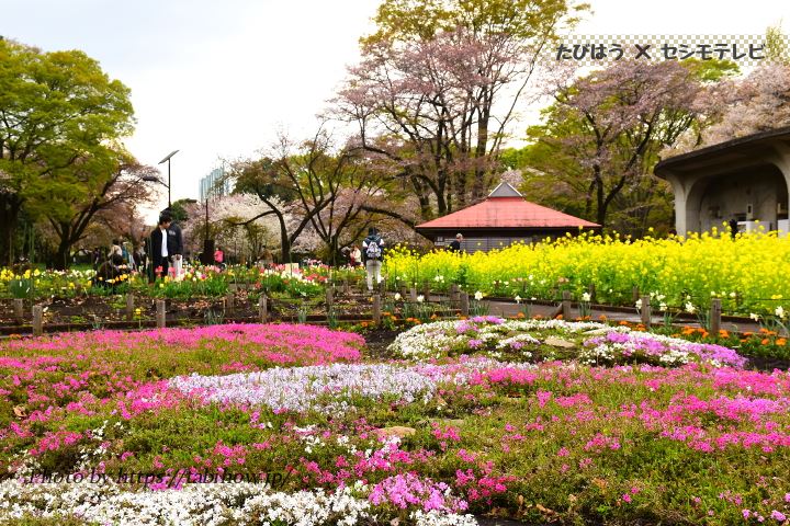 小金井公園の芝桜