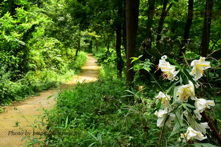 小山内裏公園のユリ