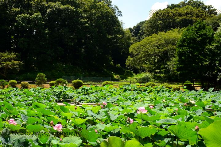 薬師池公園のハス