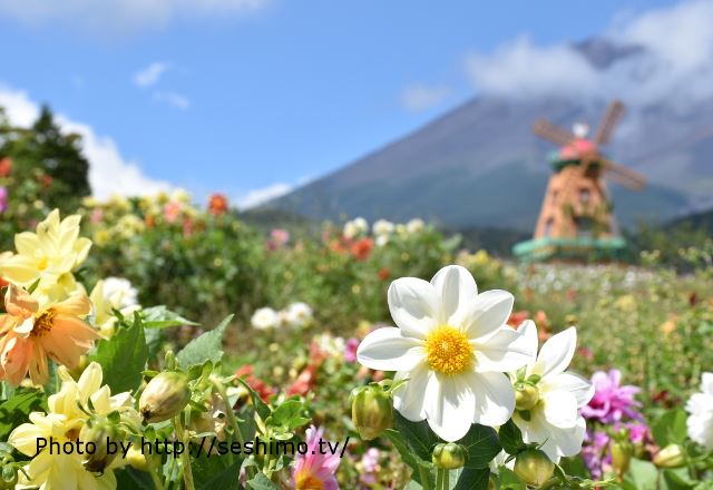 50 綺麗な画像 花畑 最高の花の画像