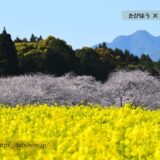 宮崎県の花畑31品種72名所！春夏秋冬の見頃