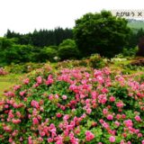 青森県の花畑38品種73名所！春夏秋冬の見頃