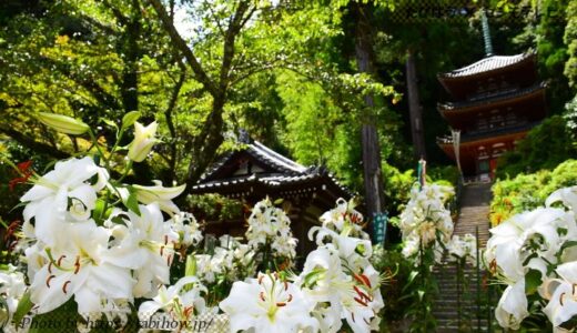奈良県の花畑45品種128名所！春夏秋冬の見頃
