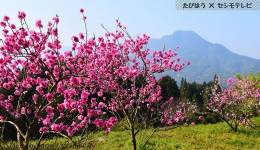 鹿児島県の花畑42品種95名所！春夏秋冬の見頃