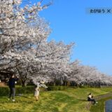 茨城県の花畑41品種104名所！春夏秋冬の見頃