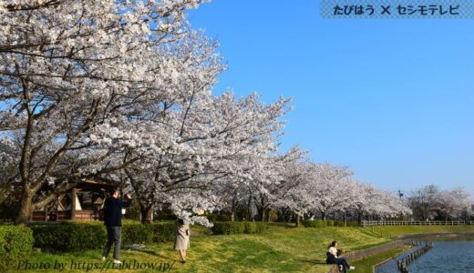 茨城県の花畑41品種104名所！春夏秋冬の見頃