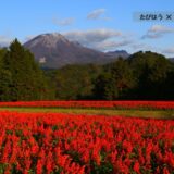 鳥取県の花畑43品種102名所！春夏秋冬の見頃
