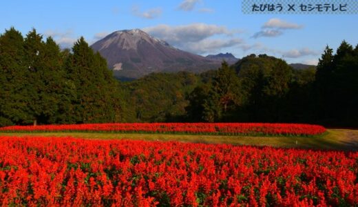 鳥取県の花畑43品種102名所！春夏秋冬の見頃