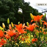 長野県の花畑44品種157名所！春夏秋冬の見頃