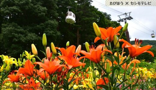 長野県の花畑44品種157名所！春夏秋冬の見頃