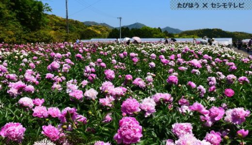 高知県の花畑40品種93名所！春夏秋冬の見頃