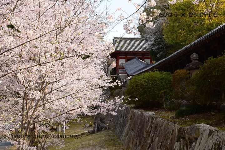 岡山県の花畑41品種143名所！春夏秋冬の見頃 | たびはう