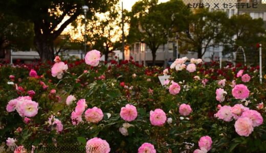 広島県の花畑47品種146名所！春夏秋冬の見頃