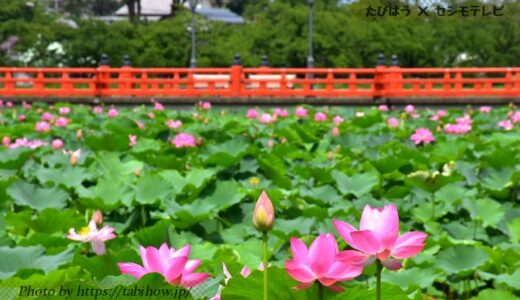 新潟県の花畑43品種151名所！春夏秋冬の見頃