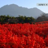 長崎県の花畑36品種94名所！春夏秋冬の見頃