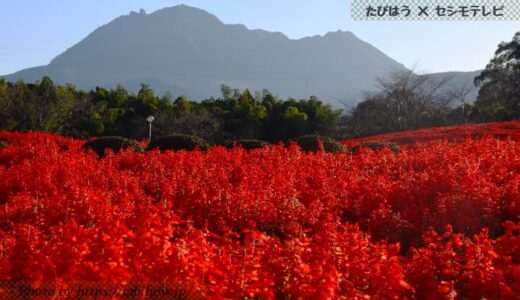 長崎県の花畑36品種94名所！春夏秋冬の見頃