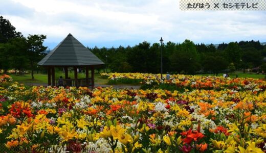 山形県の花畑38品種93名所！春夏秋冬の見頃