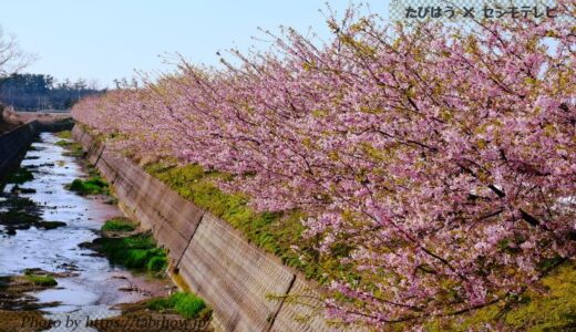 石川県の花畑38品種107名所！春夏秋冬の見頃