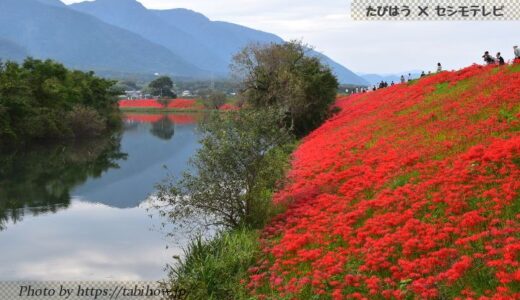 岐阜県の花畑41品種131名所！春夏秋冬の見頃