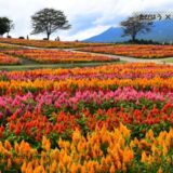 栃木県の花畑50品種135名所！春夏秋冬の見頃