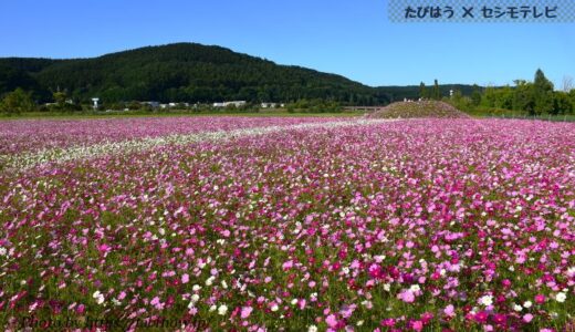 北海道・道東の花畑29品種71名所！春夏秋冬の見頃