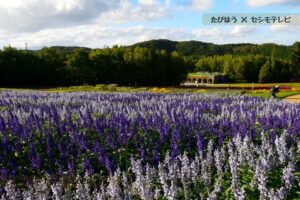 北海道・道央の花畑36品種76名所！春夏秋冬の見頃
