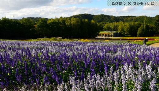 北海道・道央の花畑36品種76名所！春夏秋冬の見頃