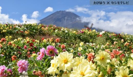 静岡県の花畑48品種147名所！春夏秋冬の見頃