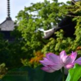 京都府の花畑44品種179名所！春夏秋冬の見頃