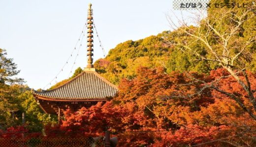 和歌山県の花畑40品種110名所！春夏秋冬の見頃