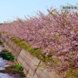 石川県の花畑39品種112名所！春夏秋冬の見頃