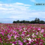 群馬県の花畑48品種168名所！春夏秋冬の見頃