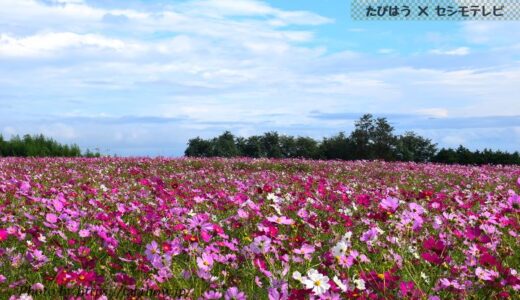 群馬県の花畑48品種168名所！春夏秋冬の見頃