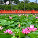 新潟県の花畑43品種156名所！春夏秋冬の見頃