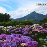 福島県の花畑39品種134名所！春夏秋冬の見頃