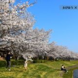 茨城県の花畑46品種133名所！春夏秋冬の見頃