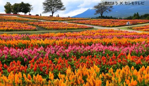 栃木県の花畑50品種141名所！春夏秋冬の見頃
