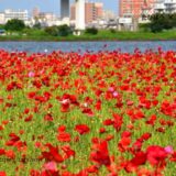 東京都23区の花畑41品種152名所！春夏秋冬の見頃