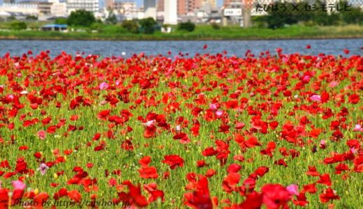 東京都23区の花畑41品種152名所！春夏秋冬の見頃