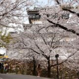 福岡県の花畑46品種172名所！春夏秋冬の見頃
