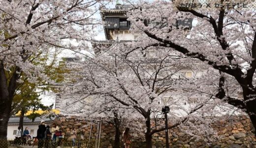 福岡県の花畑46品種172名所！春夏秋冬の見頃
