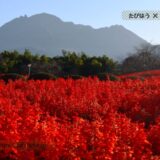 長崎県の花畑39品種104名所！春夏秋冬の見頃