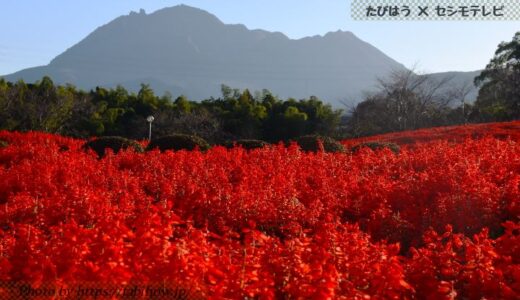 長崎県の花畑39品種104名所！春夏秋冬の見頃
