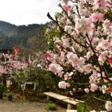 熊本県の花畑36品種83名所！春夏秋冬の見頃