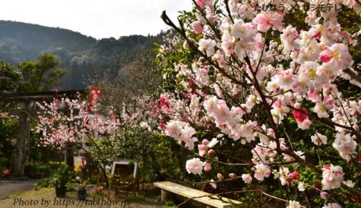 熊本県の花畑36品種83名所！春夏秋冬の見頃
