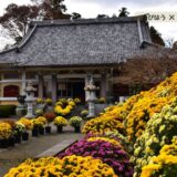 神奈川県の花畑49品種144名所！春夏秋冬の見頃