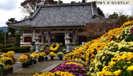 神奈川県の花畑49品種144名所！春夏秋冬の見頃