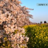埼玉県の花畑49品種184名所！春夏秋冬の見頃