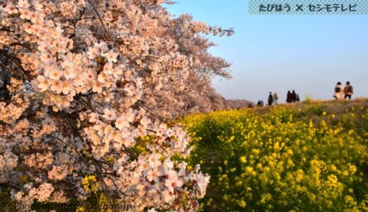 埼玉県の花畑49品種184名所！春夏秋冬の見頃